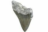 Partial, Fossil Megalodon Tooth - Serrated Blade #370224-1